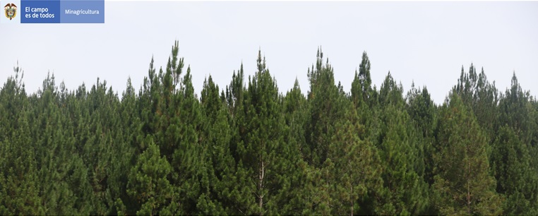 PREDIOS PARA REALIZAR PLANTACIONES FORESTALES COMERCIALE